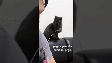 este gato é muito debochado