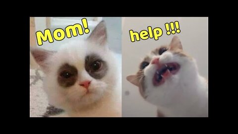 Super cute and kitten In the world🙄funny complition 2022