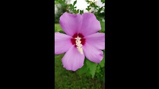 My flowers from the garden are blooming