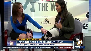 Pet of the Week: Darby