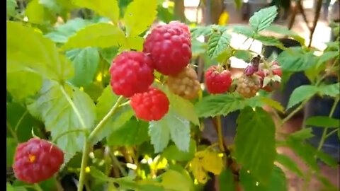 frutíferas produzindo em vaso framboesa pitanga preta araçá pera mirtilo peludo jabuticaba amarela