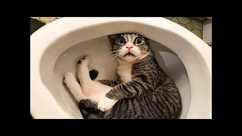 Funniest Cats and Dogs | Funny Animal Videos #30 Funniest Cats and Dogs...