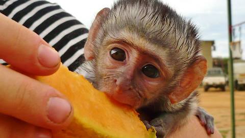 Adorable rescued baby monkey having breakfast