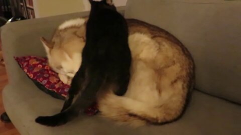 Cat gets comfortable on sleeping Husky