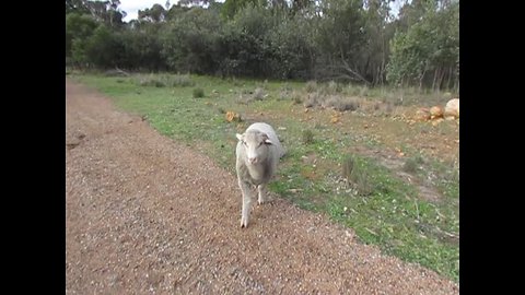 Super fast lamb knows his name and comes running when called