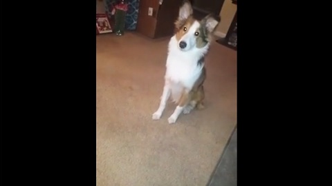 Dog makes it clear how he feels about kennel