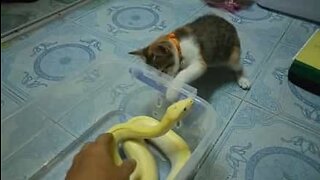 Curious cat play-fights a snake