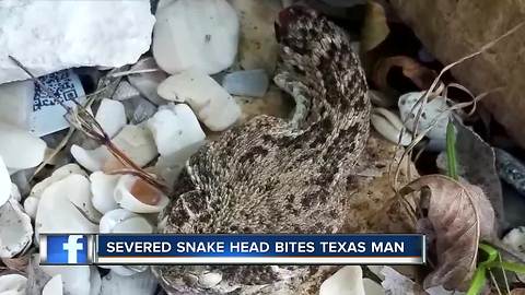 Man almost dies after bitten by severed head of a rattlesnake