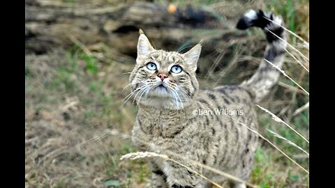 Beware the Ghost of the Jungle - Inside the Deadly Asiatic Wildcat