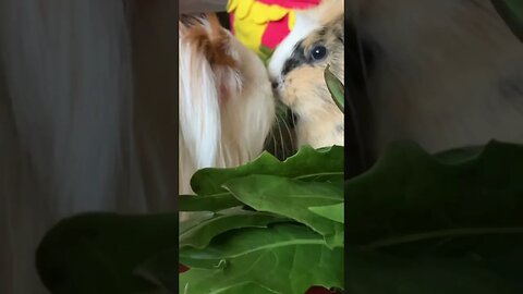 Guinea pig nose booping