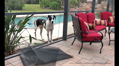 Great Dane makes his own doggy door by destroying screen panel
