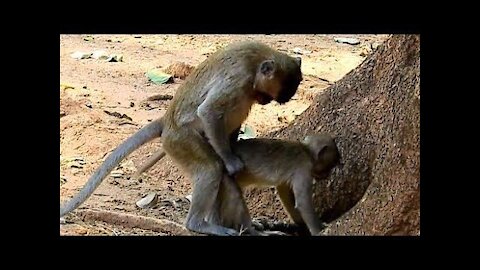 Super Mating monkey fighting