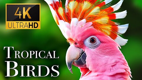 Bird parrot nature | Bird nature parrot