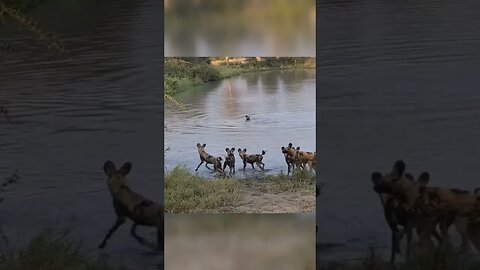 Wild dogs try to catch Impala in the water