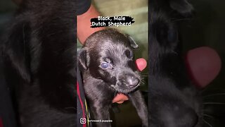 Dutch Shepherd puppy. Black male. Availability on litter. Fortressk9.com/puppies #dutchshepherd
