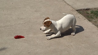 Puppy absolutely captivated by robot worm