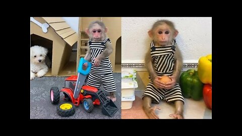 Funny Monkey | Funny and Cute Monkey Videos Compilation - Monkey Videos