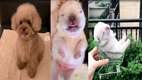 Baby Dogs - Cute and Funny Dog Videos – Animals