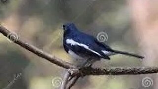 Natural Birds Chirping Sound Original Video