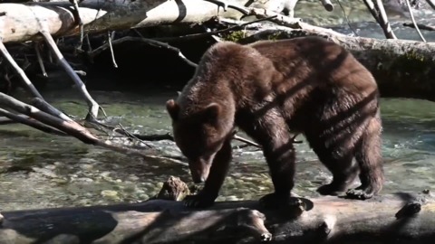 Back-to-back grizzly spottings had this town asking why