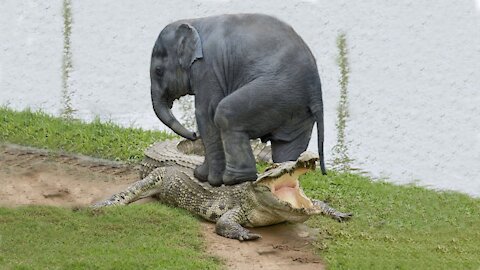 Amazing Elephant Save Baby Elephant From Crocodile Hunting | Animals Hunting 2021