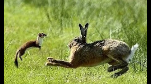 Stoat vs Rabbit Real Fight | Stoat Attacks and Kills Rabbit