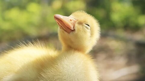 Cute Duckling - Funny Baby Duck Vine Videos