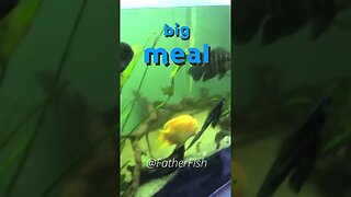 Feed Big Fish *Once a Month* - Oscar Fish Care and Feeding