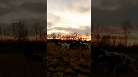 Sheep Getting WILD At Sundown! #wild #shorts #funnyanimals #sunsets 🤣🐏😱🤯😄😁