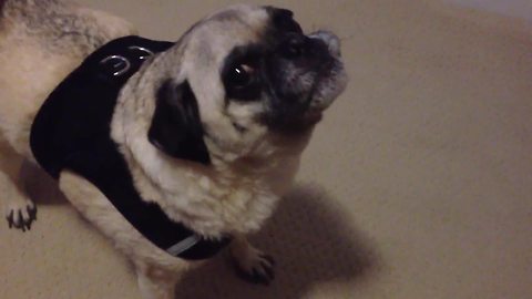 Pug Dog Howls When Told That He Is Going to The Beach