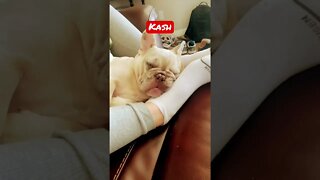 Kash the Frenchie is a sleep machine. #shorts, #frenchie, #frenchies, #dogs