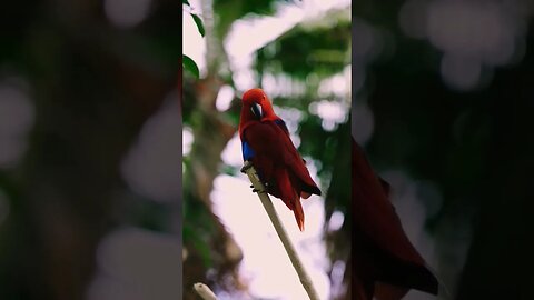 Cute Red parrot beautiful place🦜🦜 || #shortsfeed #animation #youtubepets_&_animals