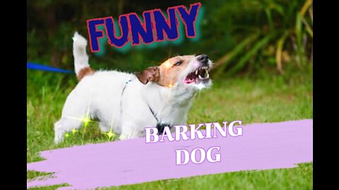 Top 10 dog barking vedio compilation. Dog barking sound. Funny dog