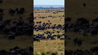 The Great Migration Fills The Plains #shorts | #ShortsAfrica | #Augdailyshorts