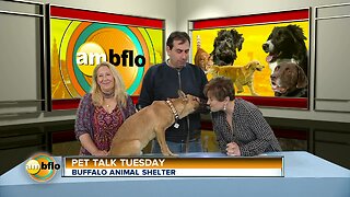 Pet Talk Tuesday - Meet Sting