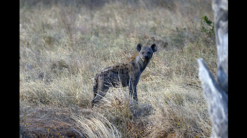 I Met a Skinny Coyote At Night