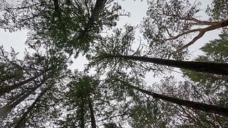 Look Up. The Trees Are Tall