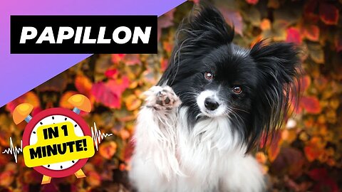 Papillon - In 1 Minute! 🐶 One Of The Most Intelligent Dog Breeds In The World | 1 Minute Animals