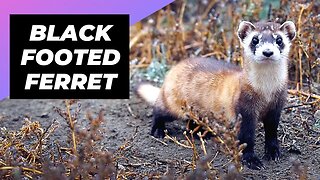 Black-Footed Ferret 🦨 One Of The Most Endangered Animals In The Wild #shorts