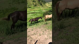 3 days into ad lib feeding for Arthur the rescue horse: teeth problems, elderly horses