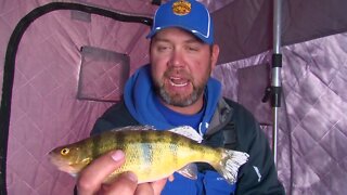 Deep Water Perch at Devils Lake, ND