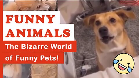 Funniest Animals - Best Of The 2023 Funny Animal Videos | TFAE2023