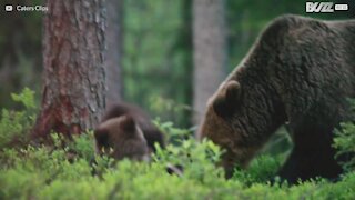 Tellement mignon! Ces adorables oursons jouent à la bagarre