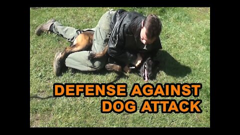 How to successfully defend against a dog. Self defense against dog attack