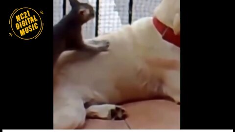 Funny Animals and Babies, Funny Cats and Dogs, Puppy Kittens, Kitty Masseuse
