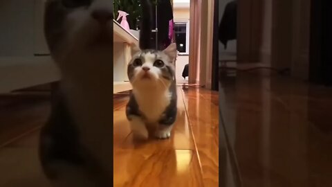 Cutest thing you will see today 2022 #cute #tiktok #funnyanimals #funnyvideos #viral #cat