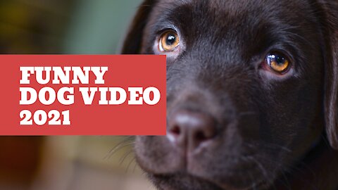 FUNNY DOGS VIDEOS