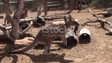 Kangaroo Country: Australia's Iconic Hoppers