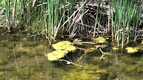 Dragonfly creek