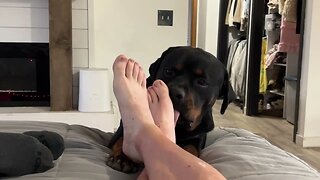 Rottweiler Eats Owner Alive